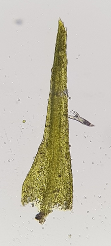 Image of Rhizogemma staphylina by (c) Helen Waterman, some rights reserved (CC BY)