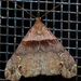Ambiguous Moth - Photo (c) Rob Curtis, some rights reserved (CC BY-NC-SA), uploaded by Rob Curtis