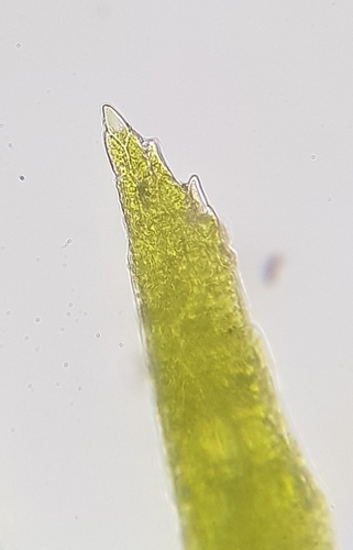 Image of Rhizogemma staphylina by (c) Helen Waterman, some rights reserved (CC BY)