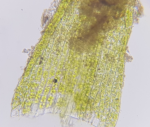 Image of Rhizogemma staphylina by (c) Helen Waterman, some rights reserved (CC BY)