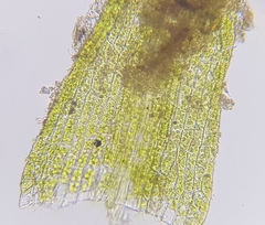 Dicranella staphylina