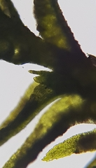 Dicranella staphylina