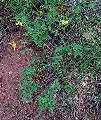 Clematis orientalis