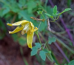 Clematis orientalis