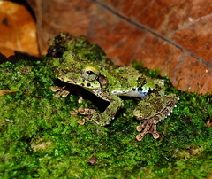 Helena's Slender-Legged Treefrog photo 4