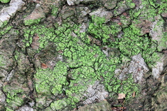 Candelariella reflexa