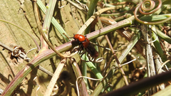 Haematodes bicolor