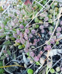 Curio radicans