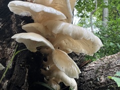 Pleurotus pulmonarius