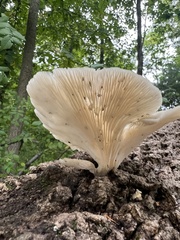 Pleurotus pulmonarius