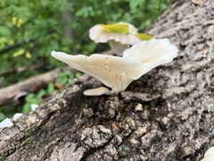 Pleurotus pulmonarius