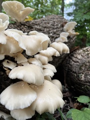Pleurotus pulmonarius