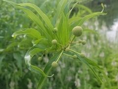 Cephalanthus salicifolius