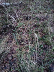 Calamagrostis epigejos