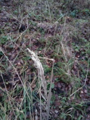 Calamagrostis epigejos