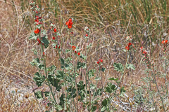 Sphaeralcea parvifolia