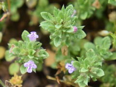 Pogogyne serpylloides