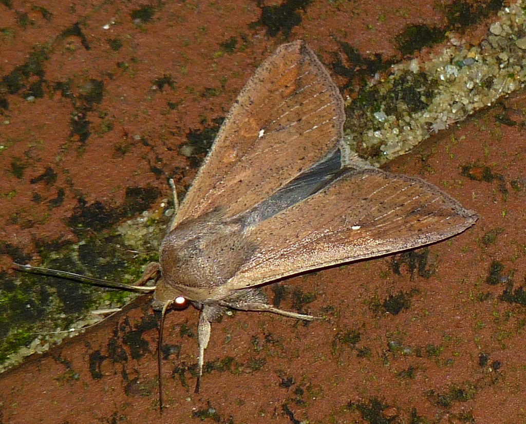 White-speck Moth from Tallmadge on August 31, 2012 by Rob Curtis ...