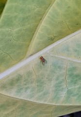 Drosophilidae