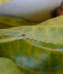 Drosophilidae