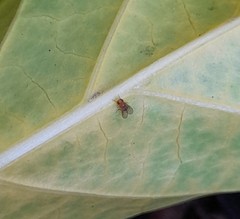 Drosophilidae