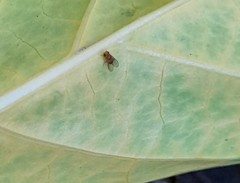 Drosophilidae