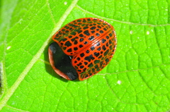 Botanochara impressa