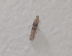 Pyralidae