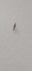 Pyralidae