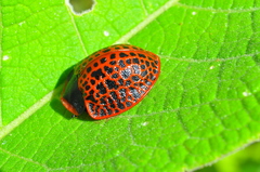 Botanochara impressa