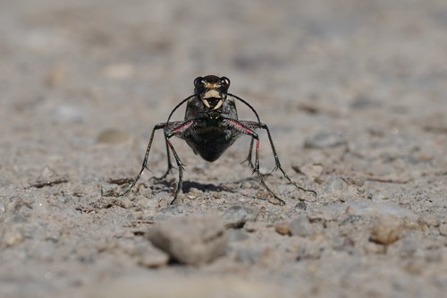 Northern Dune Tiger Beetle photo 3