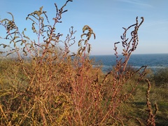 Atriplex tatarica