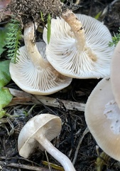 Clitocybe amarescens