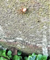 Stemonyphantes lineatus