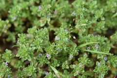 Pogogyne serpylloides