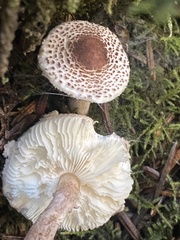 Lepiota felina