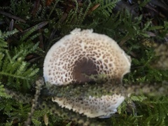Lepiota felina