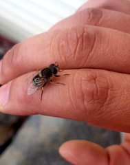 Eristalis croceimaculata