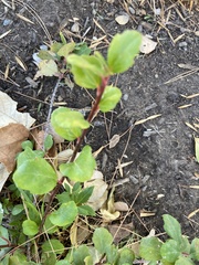 Ribes viburnifolium