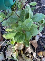 Ribes viburnifolium