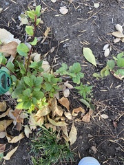 Ribes viburnifolium