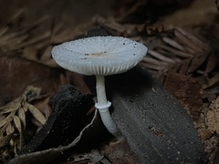 Lepiota sequoiarum