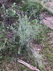 Dicerothamnus