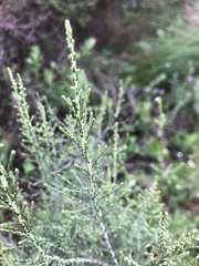 Dicerothamnus