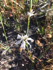 Moraea viscaria