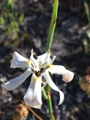 Moraea viscaria