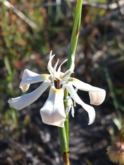 Moraea viscaria