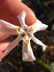 Moraea viscaria