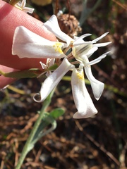 Moraea viscaria