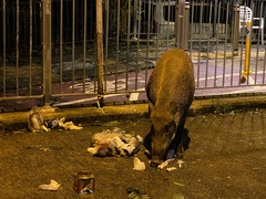 Sus scrofa moupinensis